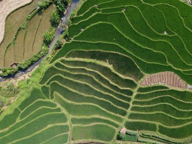 Orta Cava köyündeki tarımsal pirinç tarlalarının hava manzarası. Teraslı pirinç tarlaları gibi. Bali Endonezya.