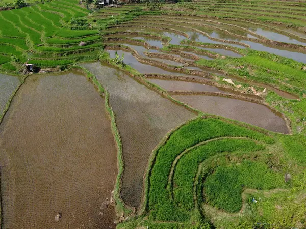 Orta Cava köyündeki tarımsal pirinç tarlalarının hava manzarası. Teraslı pirinç tarlaları gibi. Bali Endonezya.