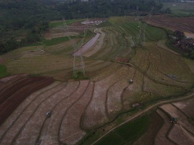 Kendal, Central Java köyündeki tarımsal pirinç tarlalarının manzarası. Teraslı pirinç tarlaları gibi. Bali Endonezya.