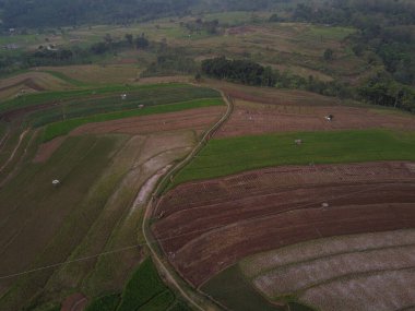 Kendal, Central Java köyündeki tarımsal pirinç tarlalarının manzarası. Teraslı pirinç tarlaları gibi. Bali Endonezya.