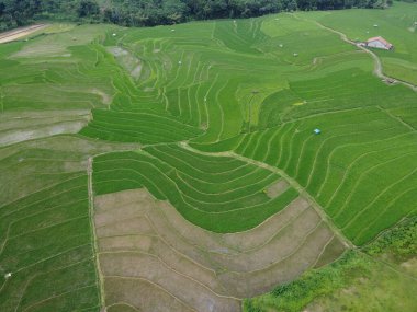 Kendal, Central Java köyündeki tarımsal pirinç tarlalarının manzarası. Teraslı pirinç tarlaları gibi. Bali Endonezya.