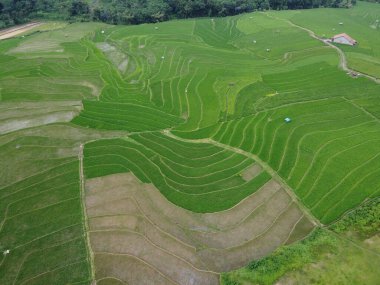 Kendal, Central Java köyündeki tarımsal pirinç tarlalarının manzarası. Teraslı pirinç tarlaları gibi. Bali Endonezya.