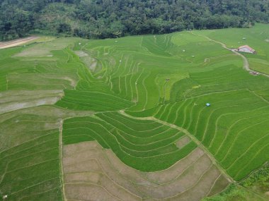 Kendal, Central Java köyündeki tarımsal pirinç tarlalarının manzarası. Teraslı pirinç tarlaları gibi. Bali Endonezya.