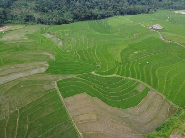 Kendal, Central Java köyündeki tarımsal pirinç tarlalarının manzarası. Teraslı pirinç tarlaları gibi. Bali Endonezya.