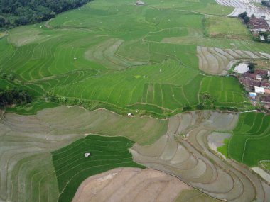 Kendal, Central Java köyündeki tarımsal pirinç tarlalarının manzarası. Teraslı pirinç tarlaları gibi. Bali Endonezya.