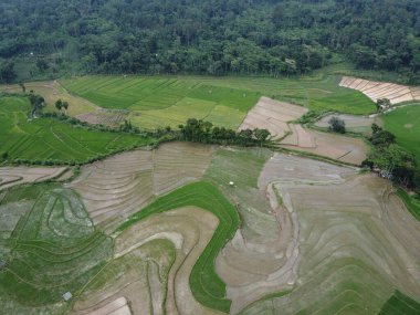 Kendal, Central Java köyündeki tarımsal pirinç tarlalarının manzarası. Teraslı pirinç tarlaları gibi. Bali Endonezya.