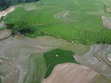 Kendal, Central Java köyündeki tarımsal pirinç tarlalarının manzarası. Teraslı pirinç tarlaları gibi. Bali Endonezya.
