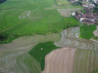 Kendal, Central Java köyündeki tarımsal pirinç tarlalarının manzarası. Teraslı pirinç tarlaları gibi. Bali Endonezya.