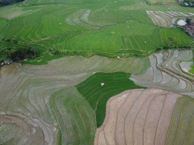 Kendal, Central Java köyündeki tarımsal pirinç tarlalarının manzarası. Teraslı pirinç tarlaları gibi. Bali Endonezya.