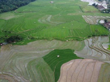 Kendal, Central Java köyündeki tarımsal pirinç tarlalarının manzarası. Teraslı pirinç tarlaları gibi. Bali Endonezya.