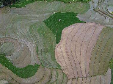 aerial panorama of agrarian rice fields landscape in the village of kendal, Central Java, like a terraced rice fields ubud Bali Indonesia