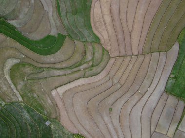 Kendal, Central Java köyündeki tarımsal pirinç tarlalarının manzarası. Teraslı pirinç tarlaları gibi. Bali Endonezya.