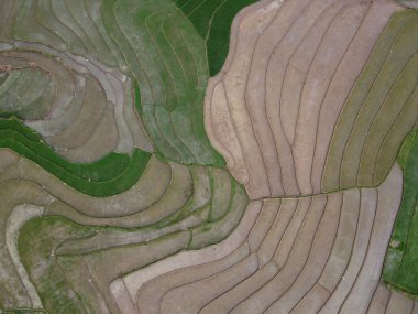 Kendal, Central Java köyündeki tarımsal pirinç tarlalarının manzarası. Teraslı pirinç tarlaları gibi. Bali Endonezya.