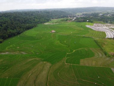 Kendal, Central Java köyündeki tarımsal pirinç tarlalarının manzarası. Teraslı pirinç tarlaları gibi. Bali Endonezya.