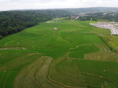 Kendal, Central Java köyündeki tarımsal pirinç tarlalarının manzarası. Teraslı pirinç tarlaları gibi. Bali Endonezya.
