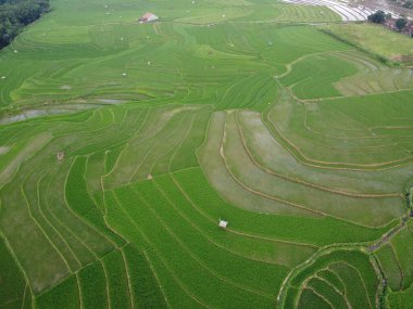 Kendal, Central Java köyündeki tarımsal pirinç tarlalarının manzarası. Teraslı pirinç tarlaları gibi. Bali Endonezya.