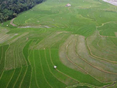 Kendal, Central Java köyündeki tarımsal pirinç tarlalarının manzarası. Teraslı pirinç tarlaları gibi. Bali Endonezya.