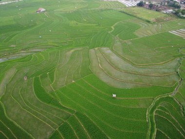 Kendal, Central Java köyündeki tarımsal pirinç tarlalarının manzarası. Teraslı pirinç tarlaları gibi. Bali Endonezya.