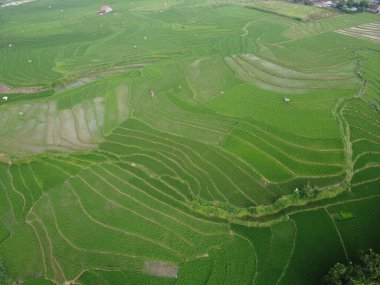 Kendal, Central Java köyündeki tarımsal pirinç tarlalarının manzarası. Teraslı pirinç tarlaları gibi. Bali Endonezya.