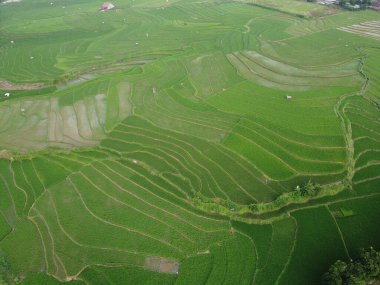 Kendal, Central Java köyündeki tarımsal pirinç tarlalarının manzarası. Teraslı pirinç tarlaları gibi. Bali Endonezya.