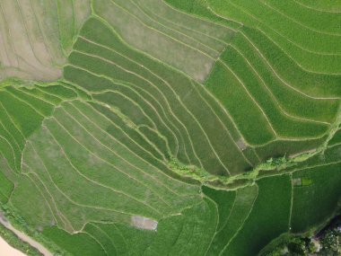 Kendal, Central Java köyündeki tarımsal pirinç tarlalarının manzarası. Teraslı pirinç tarlaları gibi. Bali Endonezya.