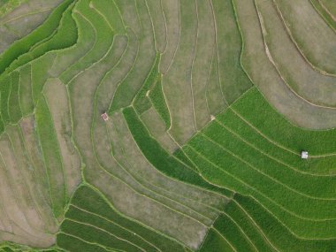 aerial panorama of agrarian rice fields landscape in the village of kendal, Central Java, like a terraced rice fields ubud Bali Indonesia