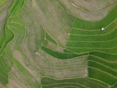 Kendal, Central Java köyündeki tarımsal pirinç tarlalarının manzarası. Teraslı pirinç tarlaları gibi. Bali Endonezya.