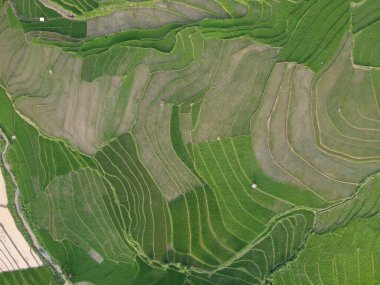 Kendal, Central Java köyündeki tarımsal pirinç tarlalarının manzarası. Teraslı pirinç tarlaları gibi. Bali Endonezya.