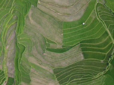 aerial panorama of agrarian rice fields landscape in the village of kendal, Central Java, like a terraced rice fields ubud Bali Indonesia