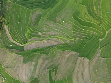 Kendal, Central Java köyündeki tarımsal pirinç tarlalarının manzarası. Teraslı pirinç tarlaları gibi. Bali Endonezya.