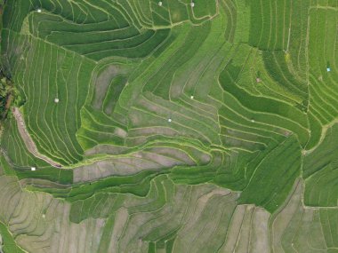 Kendal, Central Java köyündeki tarımsal pirinç tarlalarının manzarası. Teraslı pirinç tarlaları gibi. Bali Endonezya.