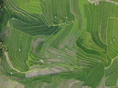 aerial panorama of agrarian rice fields landscape in the village of kendal, Central Java, like a terraced rice fields ubud Bali Indonesia