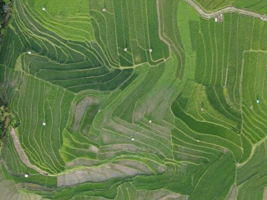 aerial panorama of agrarian rice fields landscape in the village of kendal, Central Java, like a terraced rice fields ubud Bali Indonesia