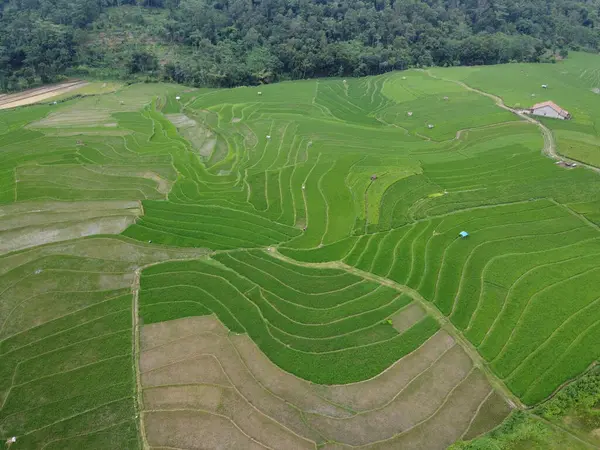 Kendal, Central Java köyündeki tarımsal pirinç tarlalarının manzarası. Teraslı pirinç tarlaları gibi. Bali Endonezya.
