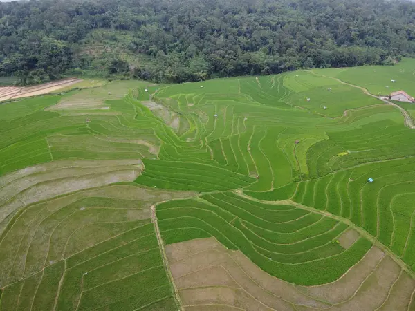 Kendal, Central Java köyündeki tarımsal pirinç tarlalarının manzarası. Teraslı pirinç tarlaları gibi. Bali Endonezya.