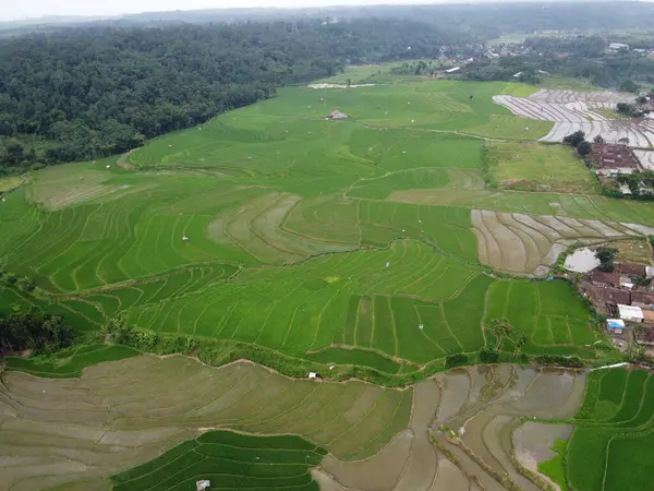 Kendal, Central Java köyündeki tarımsal pirinç tarlalarının manzarası. Teraslı pirinç tarlaları gibi. Bali Endonezya.