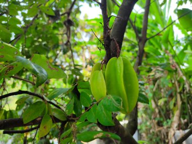 Star FruitLose 'un çeşitli faydaları. Kan şekerini kontrol et. Bağışıklık sistemini güçlendir..