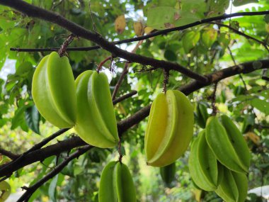 Star FruitLose 'un çeşitli faydaları. Kan şekerini kontrol et. Bağışıklık sistemini güçlendir..