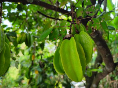 Star FruitLose 'un çeşitli faydaları. Kan şekerini kontrol et. Bağışıklık sistemini güçlendir..