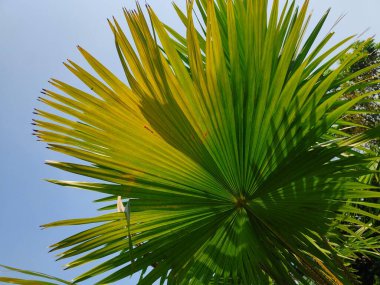 Livistona chinensis, Çin fanı palmiyesi veya fıskiye palmiyesi, Doğu Asya 'da yetişen bir astropikal palmiye türüdür. Güney Japonya, Tayvan, Ryukyu Adaları, güneydoğu Çin ve Hainan 'da yaşar..