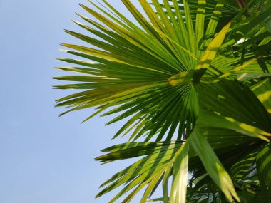 Livistona chinensis, Çin fanı palmiyesi veya fıskiye palmiyesi, Doğu Asya 'da yetişen bir astropikal palmiye türüdür. Güney Japonya, Tayvan, Ryukyu Adaları, güneydoğu Çin ve Hainan 'da yaşar..