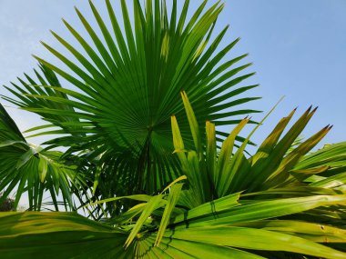 Livistona chinensis, Çin fanı palmiyesi veya fıskiye palmiyesi, Doğu Asya 'da yetişen bir astropikal palmiye türüdür. Güney Japonya, Tayvan, Ryukyu Adaları, güneydoğu Çin ve Hainan 'da yaşar..