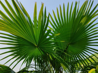 Livistona chinensis, Çin fanı palmiyesi veya fıskiye palmiyesi, Doğu Asya 'da yetişen bir astropikal palmiye türüdür. Güney Japonya, Tayvan, Ryukyu Adaları, güneydoğu Çin ve Hainan 'da yaşar..