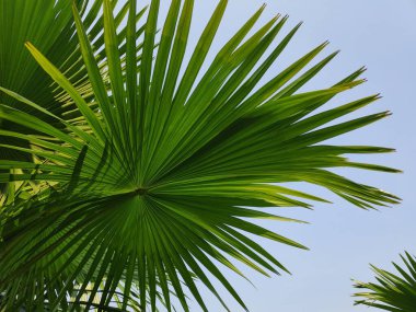 Livistona chinensis, Çin fanı palmiyesi veya fıskiye palmiyesi, Doğu Asya 'da yetişen bir astropikal palmiye türüdür. Güney Japonya, Tayvan, Ryukyu Adaları, güneydoğu Çin ve Hainan 'da yaşar..