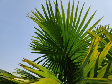 Livistona chinensis, Çin fanı palmiyesi veya fıskiye palmiyesi, Doğu Asya 'da yetişen bir astropikal palmiye türüdür. Güney Japonya, Tayvan, Ryukyu Adaları, güneydoğu Çin ve Hainan 'da yaşar..