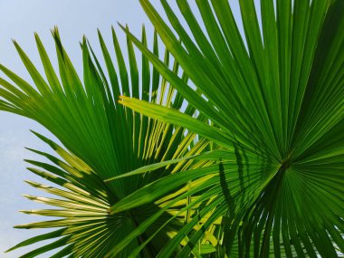 Livistona chinensis, Çin fanı palmiyesi veya fıskiye palmiyesi, Doğu Asya 'da yetişen bir astropikal palmiye türüdür. Güney Japonya, Tayvan, Ryukyu Adaları, güneydoğu Çin ve Hainan 'da yaşar..