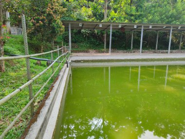 Kentsel alanlarda balık havuzları basit ve kolay avlanır.