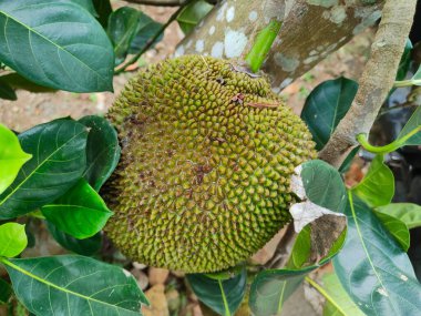 Sağlıkla Mücadele için Jackfruit 'in faydaları. Bağışıklık fonksiyonlarını optimize ediyorum. ... DNA hücresi hasarı önleniyor. Sağlıklı sindirim..