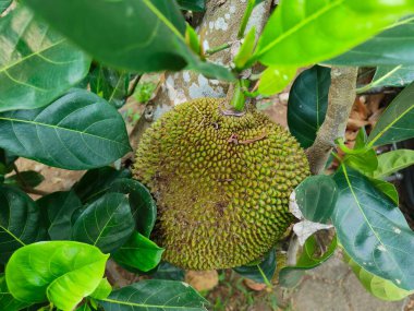 Sağlıkla Mücadele için Jackfruit 'in faydaları. Bağışıklık fonksiyonlarını optimize ediyorum. ... DNA hücresi hasarı önleniyor. Sağlıklı sindirim..