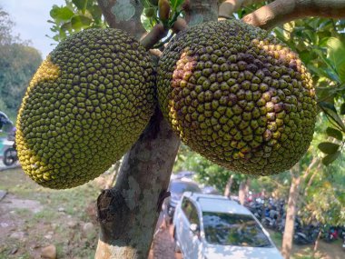 Sağlıkla Mücadele için Jackfruit 'in faydaları. Bağışıklık fonksiyonlarını optimize ediyorum. ... DNA hücresi hasarı önleniyor. Sağlıklı sindirim..